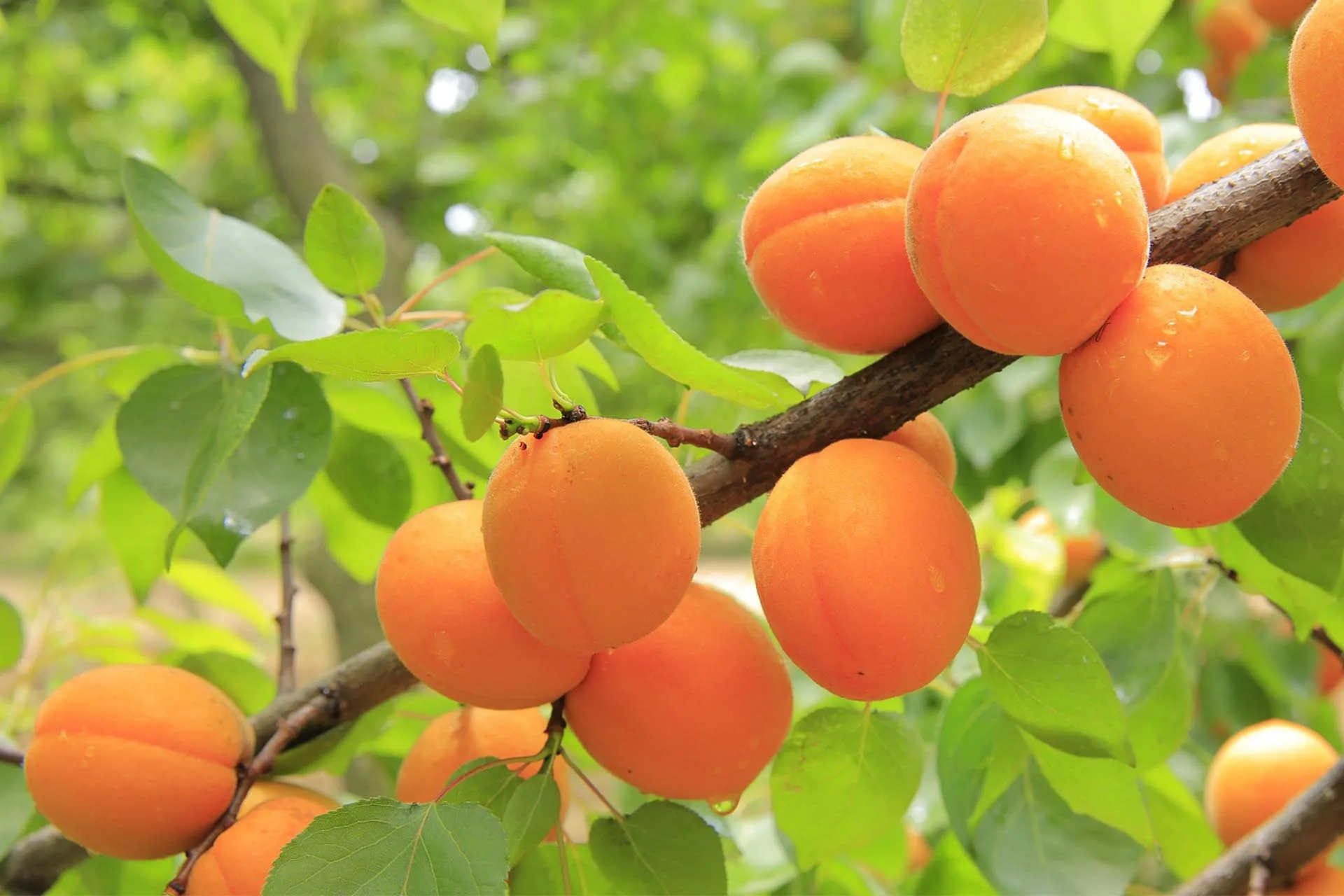 Chaque fruit est une saveur, à la Fête Fruits et Saveurs à Moissac ...